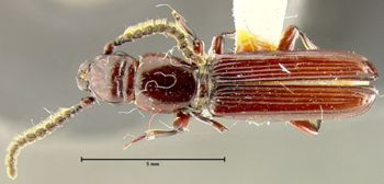 Media type: image;   Entomology 33348 Aspect: habitus dorsal view